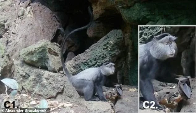 Hidden Battleground in Ugandan Cave Reveals Pathway for Deadly Marburg Virus to Leap to Humans
