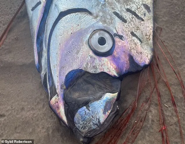 Rare Oarfish Sighting in Cabo San Lucas Ignites Ancient Prophecy Whispers