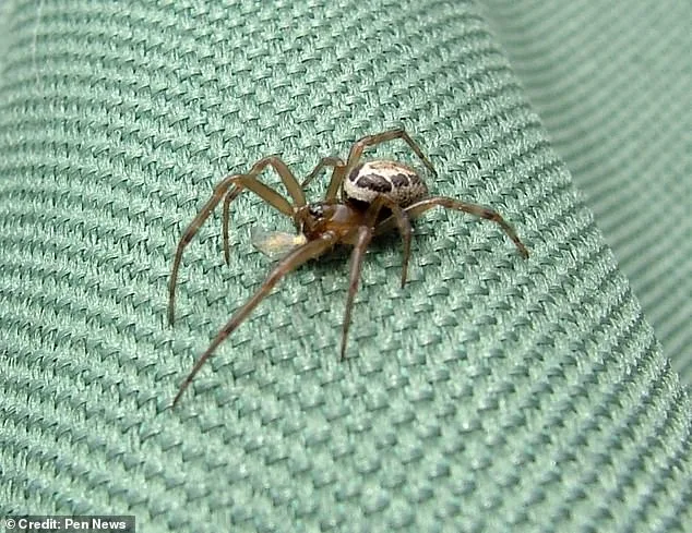 From Minor Bite to Amputation: Man's Devastating Fight Against a Rare Spider Bite