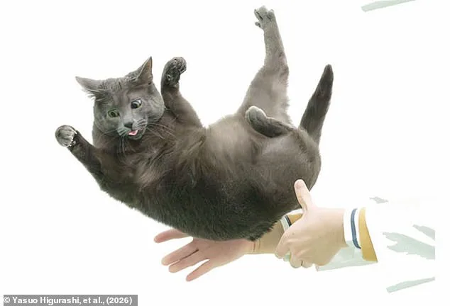 How Cats Twist Midair: Hyper-Flexible Spine Reveals the Secret Behind the Righting Reflex and a Centuries-Old Mystery
