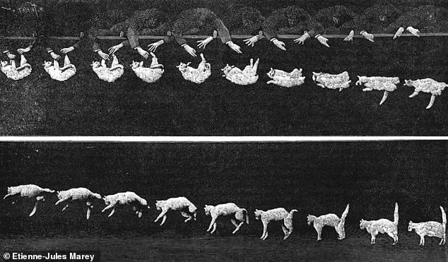 How Cats Twist Midair: Hyper-Flexible Spine Reveals the Secret Behind the Righting Reflex and a Centuries-Old Mystery