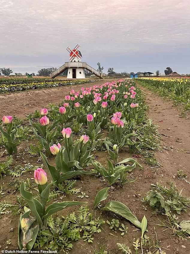 TikTok's Viral Surge Turns Dutch Hollow Farms into Overwhelmed Destination