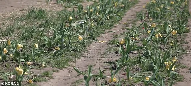 TikTok's Viral Surge Turns Dutch Hollow Farms into Overwhelmed Destination