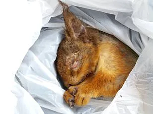 Squirrels Mistake E-Cigarettes for Food, Alarming Wildlife Experts