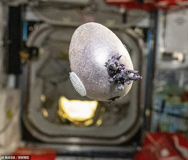 Chilling ISS Photo Shared by NASA Astronaut Ignites Online Debate Over Alien Life and Doomsday Theories