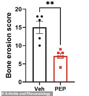 Natural peptide PEPITEM may offer safer arthritis treatment than standard drugs.