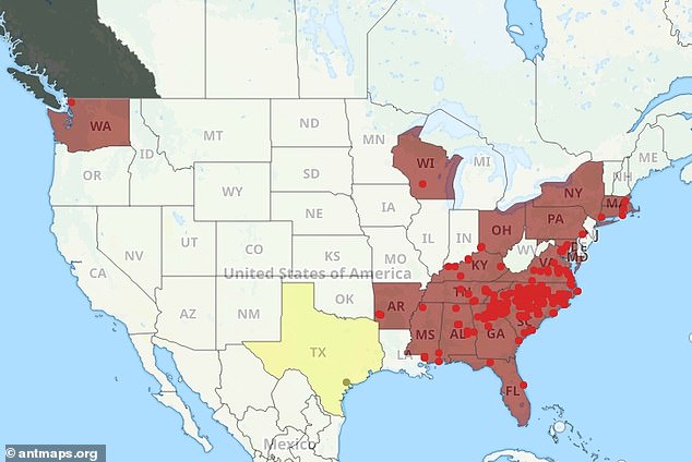 Deadly Asian needle ants spread rapidly across 20 US states.