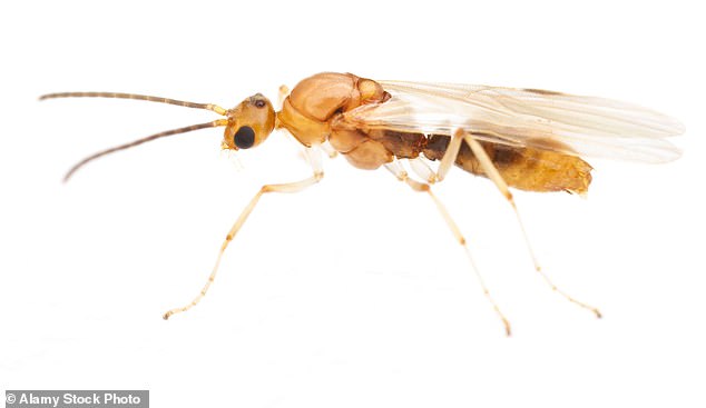 Deadly Asian needle ants spread rapidly across 20 US states.