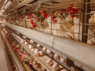 FDA Orders Recall of Zapp's and Dirty Chips Over Salmonella Risk