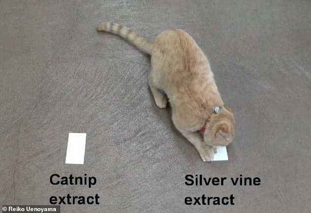 Japanese Study Reveals Cats Prefer Silver Vine Over Catnip
