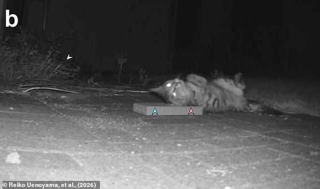 Japanese Study Reveals Cats Prefer Silver Vine Over Catnip