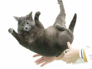 Japanese Study Reveals Cats Prefer Silver Vine Over Catnip
