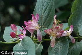 Japanese Study Reveals Cats Prefer Silver Vine Over Catnip
