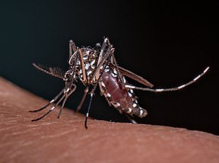 Rising temperatures enable Chikungunya virus to spread northward into European cities.