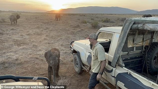 Elephant calf reunited with family after wandering into Kenyan tourist camp.