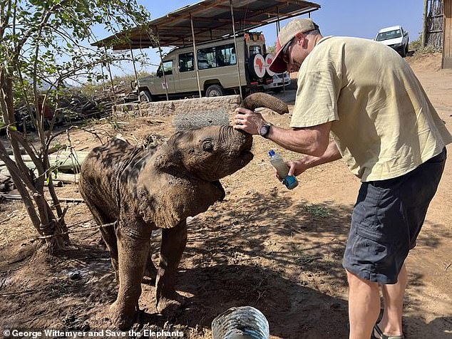 Elephant calf reunited with family after wandering into Kenyan tourist camp.