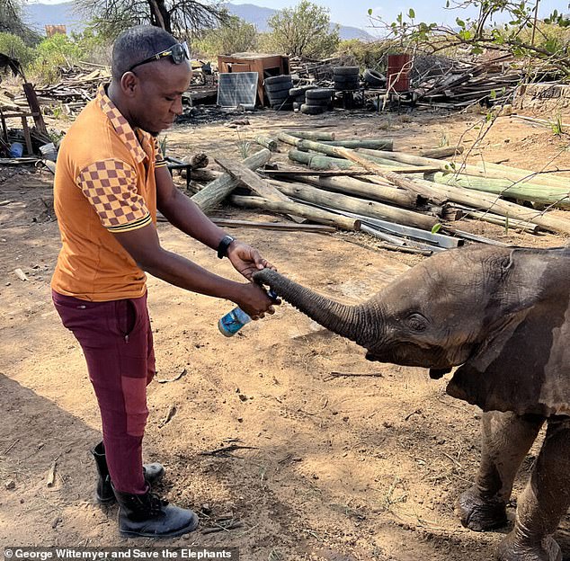 Elephant calf reunited with family after wandering into Kenyan tourist camp.