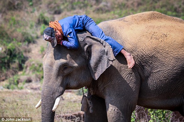 Elephant calf reunited with family after wandering into Kenyan tourist camp.