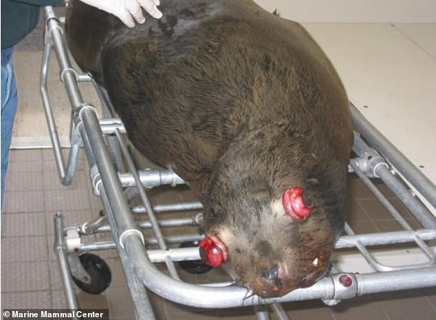 Pacific Northwest lawmakers push lethal sea lion culls to save salmon.
