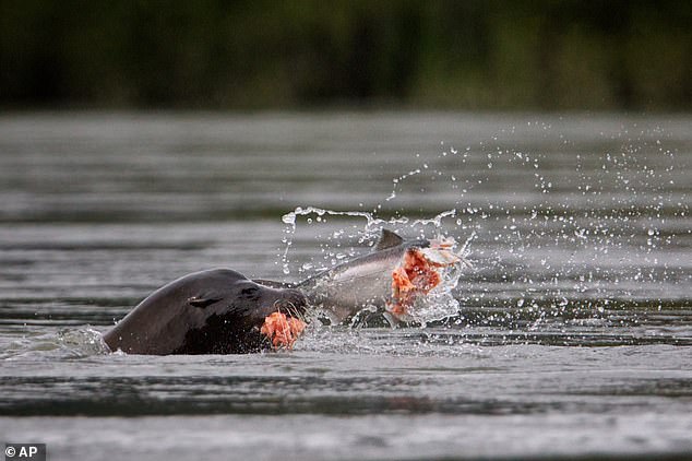 Pacific Northwest lawmakers push lethal sea lion culls to save salmon.